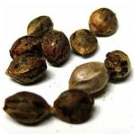 Семена марихуаны АК-47  (Seeds AK-47) в Бугуруслане